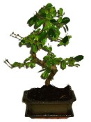 Pokojová bonsaj Carmona microphylla - čaj fuki 324